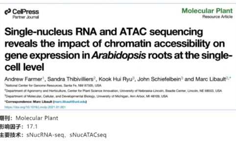 文獻解讀 | 單核 RNA 和 ATAC 測序揭示了染色質可及性對擬南芥根部單細胞水平基因表達的影響