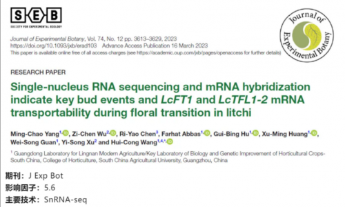 文獻解讀 | 單細胞核 RNA 測序和 mRNA 雜交表明了荔枝在花轉化過程中關鍵芽事件以及 LcFT1 和 LcTFL1-2mRNA 的可轉運性